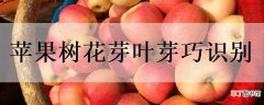 【苹果树】苹果树花芽叶芽巧识别