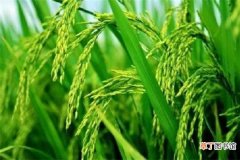 【水稻】什么是水稻的倒二叶 如何进行分辨