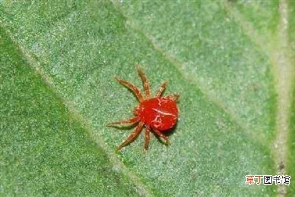 【效果】多菌灵能杀死红蜘蛛吗 效果好不好