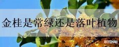 【落叶】金桂是常绿还是落叶植物