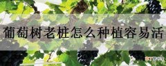 【树】葡萄树老桩怎么种植容易活