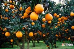 【花卉大全】柑橘疫病用什么药好 什么时候喷施