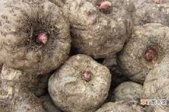 【种植】魔芋种植技术及施肥要点 如何养护才能高产