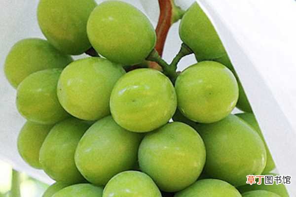【施肥】葡萄果粒长不大怎么办 如何施肥才能改善