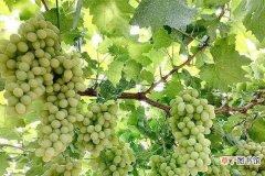 【肥料】葡萄膨果期用什么肥料 如何施肥产量高