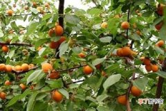 【树】杏树种子需要去外壳种植吗 播种后怎么快速发芽