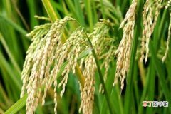 【特点】水稻稻瘟病症状特点 防治措施有哪些
