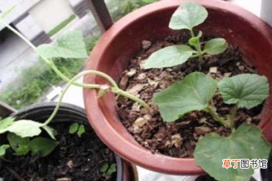 【西瓜】盆栽西瓜籽种植方法