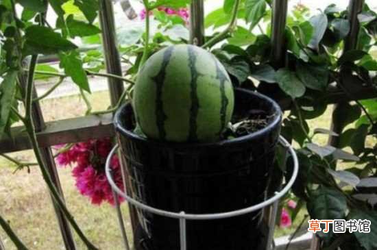 【室内】冬天室内可种植西瓜