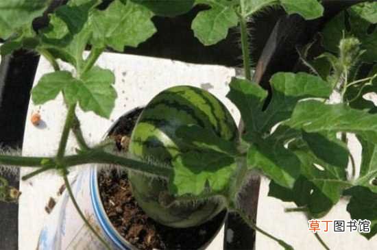 【室内】冬天室内可种植西瓜