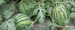 【生长】西瓜生长在我国各个地区