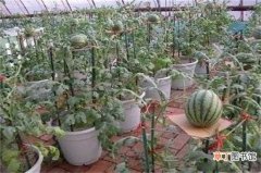 【盆栽】西瓜籽小盆栽的种植方法