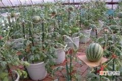 【盆栽】西瓜子盆栽种植方法