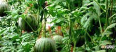 【种植方法】西瓜种植方法：选择土壤 种子处理