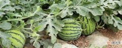 【种植】西瓜种植时间和方法：3～4月种植 浸种催芽