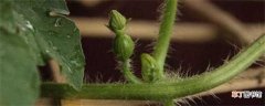 【西瓜】阳台种西瓜的方法：准备种子 盆土选择