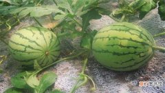 【种子】西瓜种子怎么种：春季播种 种子处理