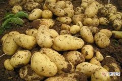 【种植】土豆种植要不要剪枝 养护技巧有哪些