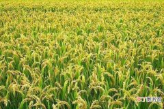 【水稻】水稻叶面肥哪种好 如何正确喷施