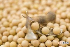 【方法】大豆种植时间和方法 如何种更加高产
