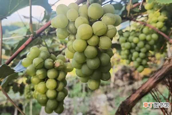 【肥料】葡萄上色期用什么肥料好 施肥注意事项有哪些