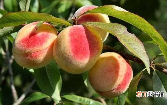 【桃子】西瓜和桃子是夺命组合属谣言，二者同吃可消暑解暑：西瓜和桃子夺命组合属谣言 科研证明二者不相克