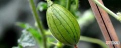 【常见】小西瓜最常见的品种