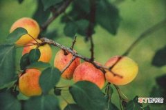 【树】杏树摘果后应该如何施肥 采摘后施肥技巧