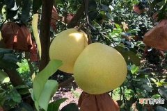 【树】柚子成年树施肥方法和时间