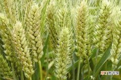 【施肥】冬小麦第一次施肥在什么时候