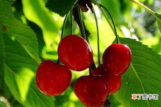 【吃】樱桃树分泌的胶不能吃 种植樱桃树的方法