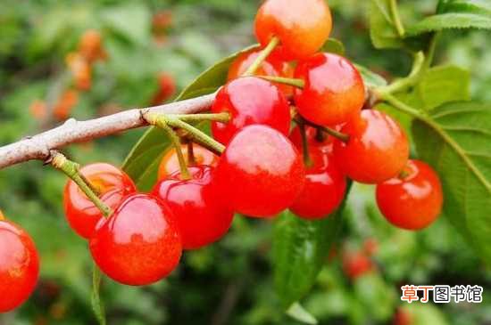 【吃】樱桃树分泌的胶不能吃 种植樱桃树的方法