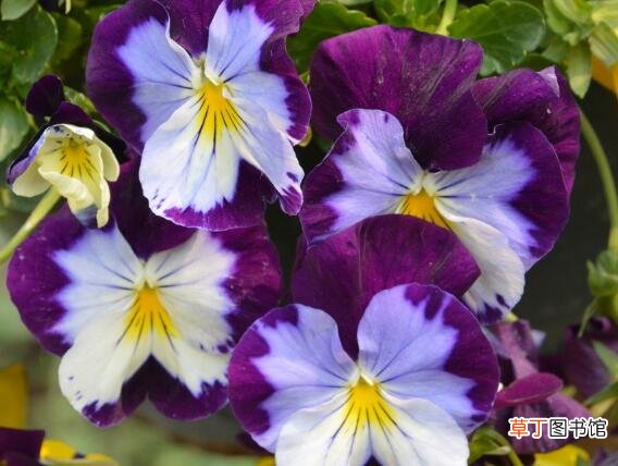 【开花】三色堇什么时候开花，三色堇的花期养护有哪些？