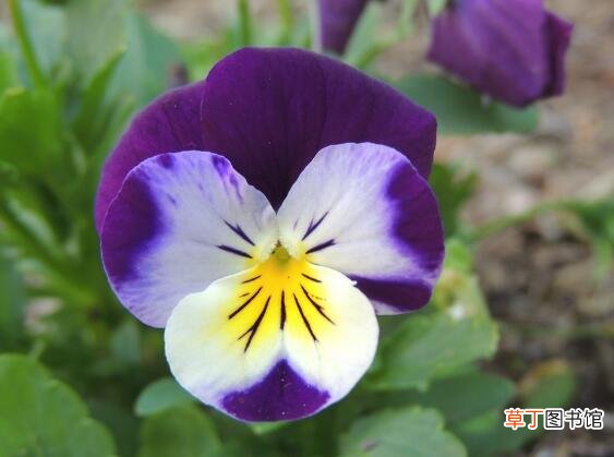 【开花】三色堇什么时候开花，三色堇的花期养护有哪些？