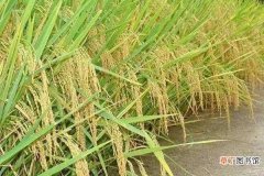 【多】水稻一亩地用多少肥 怎么施肥才高产
