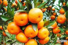 【方法】柑橘叶子发白怎么治疗 方法是什么