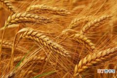 【施肥】小麦打过除草剂后几天能施肥
