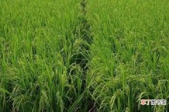 【水稻】水稻叶面肥什么时候打 喷施最佳时间