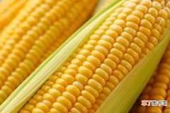 【施肥】玉米施肥最佳时间 什么化肥追肥最好
