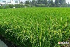 【施肥】水稻第二次施肥什么时候 选择什么肥料好