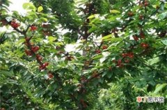 【移栽】冬季移栽养殖樱桃树的方法