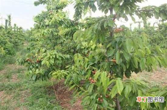 【移栽】冬季移栽养殖樱桃树的方法