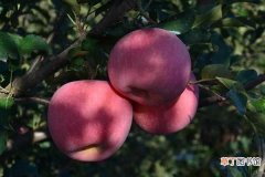 【施肥】苹果套袋后施什么化肥 施肥要点有哪些