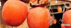 【成熟】柿子成熟的季节是在10月左右