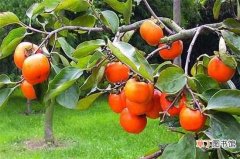 【种植】柿子树种植技术与管理，6大要点就能养好柿子树：柿子树种植技术 柿