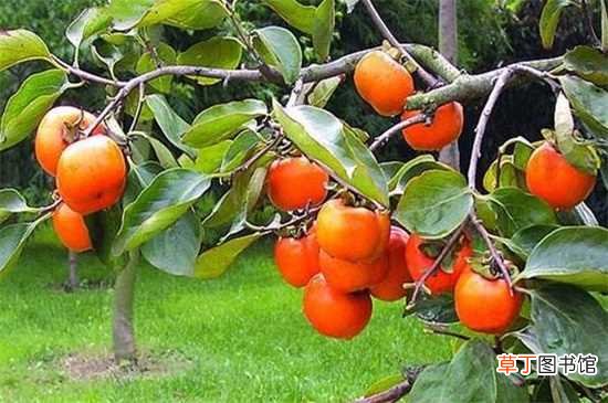 【种植】柿子树种植技术与管理，6大要点就能养好柿子树：柿子树种植技术 柿子树管理注意事项