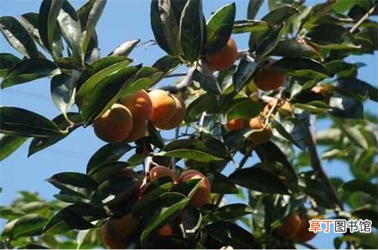 【种植】柿子树种植技术与管理，6大要点就能养好柿子树：柿子树种植技术 柿子树管理注意事项