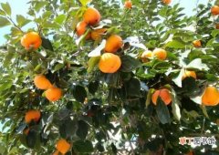 基本知识 【养殖方法】柿子树的养殖方法 养殖柿子树的注意事项