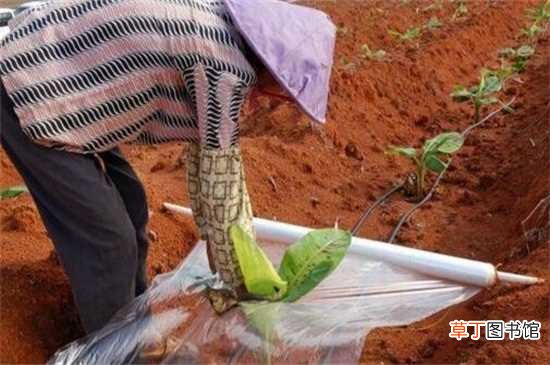 【播种】香蕉怎么种：香蕉播种种植 香蕉块茎种植