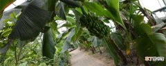 【种植方法】香蕉树怎么种植：香蕉树的种植方法 注意事项